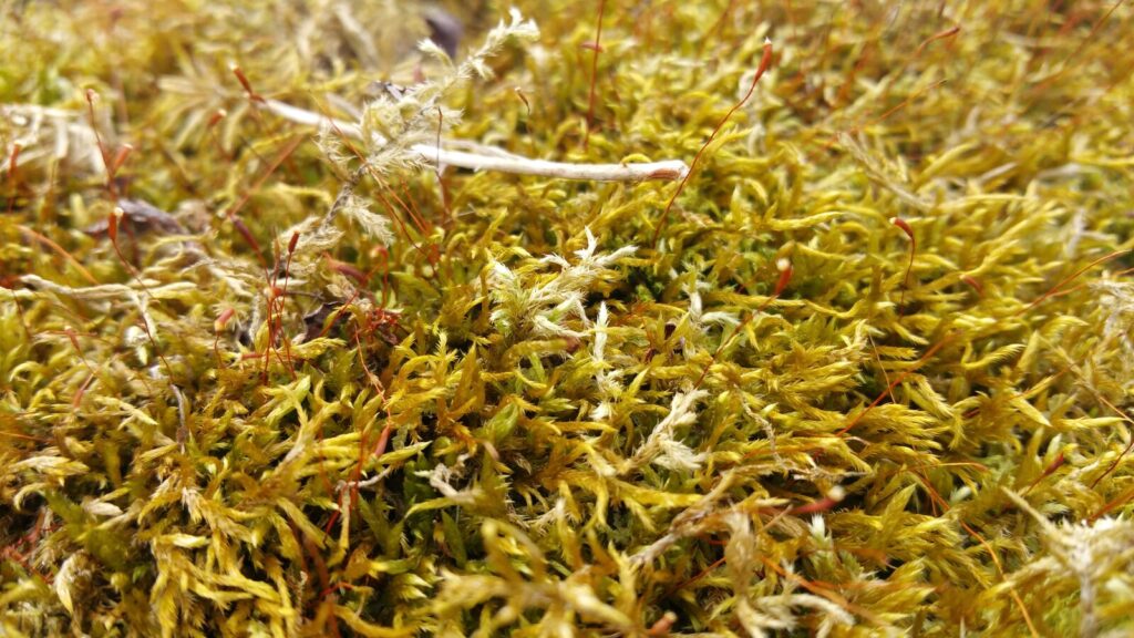 Golden moss in soft morning light — calm, natural detail