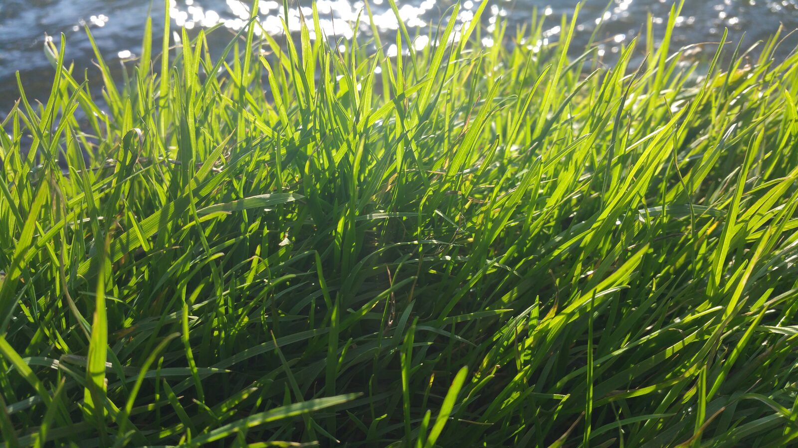 The Recipe for Happiness 24 Backlit blades of grass glowing while the light holds, an image of good feeling as a condition rather than a possession