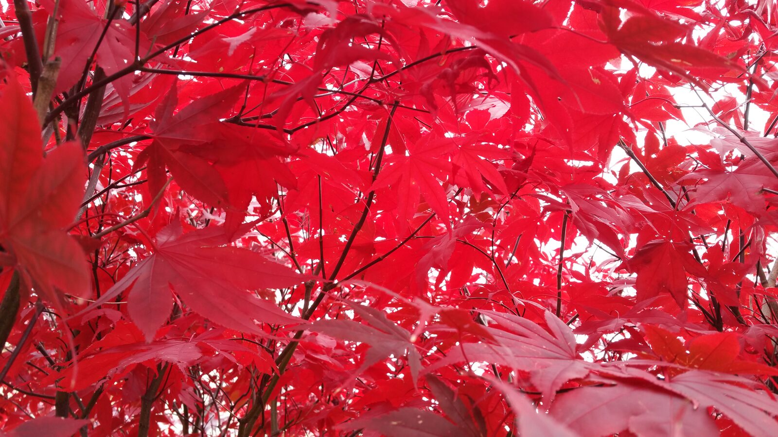 How Do I Stop Getting Stuck in Analysis Paralysis? 24 Looking up into a canopy of bright red maple leaves in the woods, the view you get when you stop and stand still