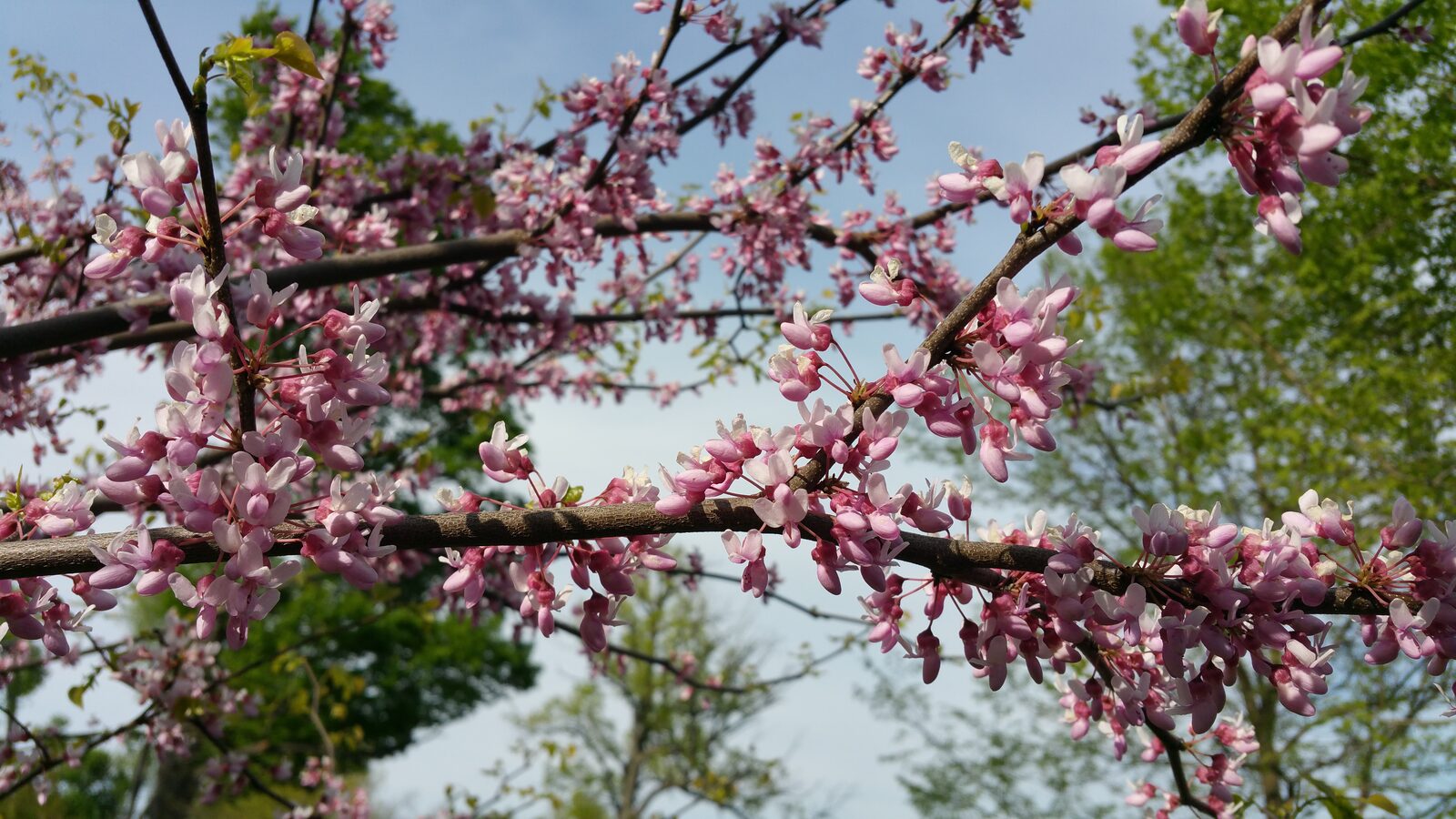 Is This Relationship Worth Keeping? A 10,000-Year Reframe 24 Redbud blossoms on a bare branch in soft light — a reframe for deciding whether a relationship is worth keeping