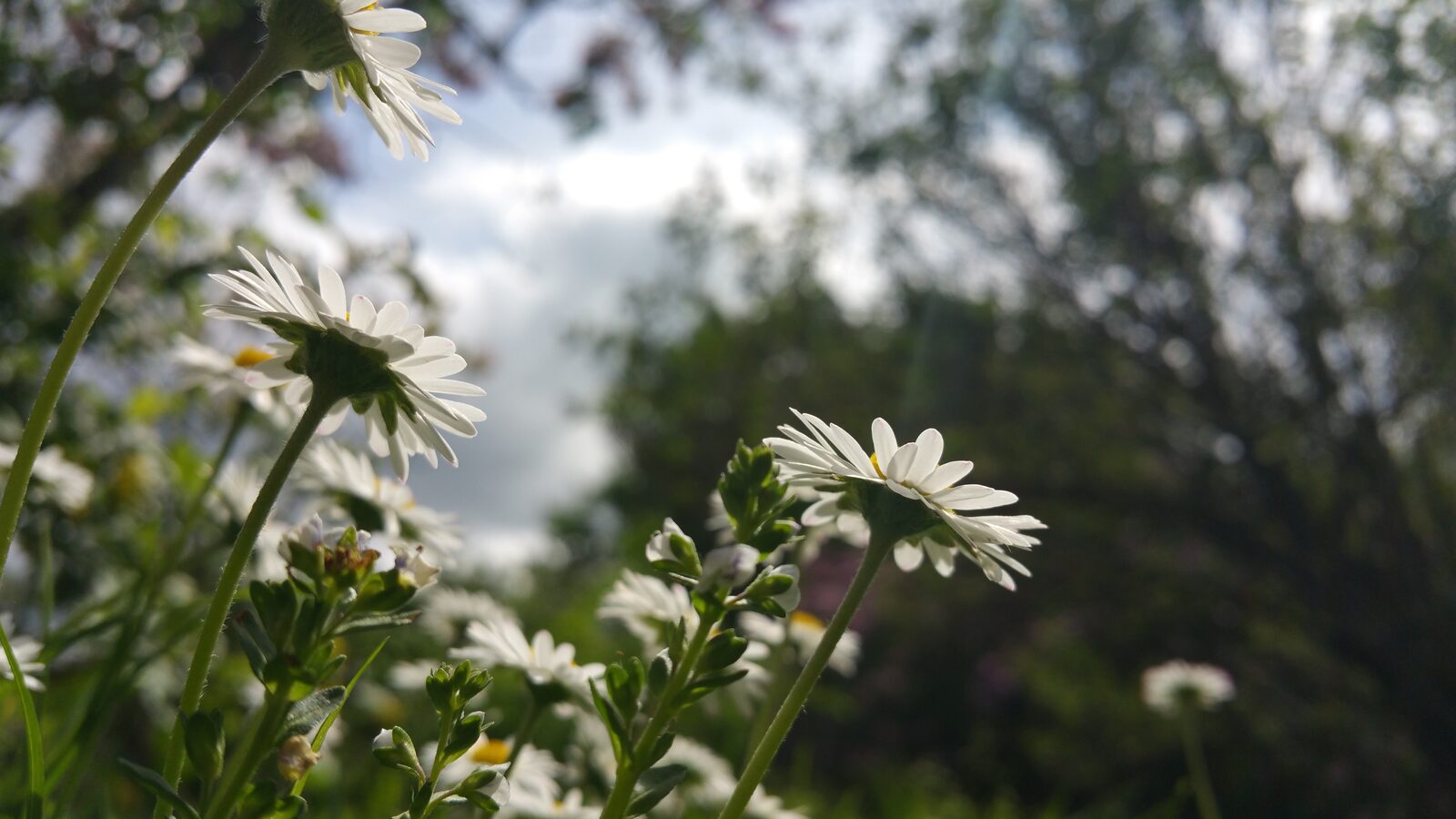 Why a Therapist Instead of a Friend? 25 White daisies photographed from ground level, catching afternoon light against a shaded tree canopy