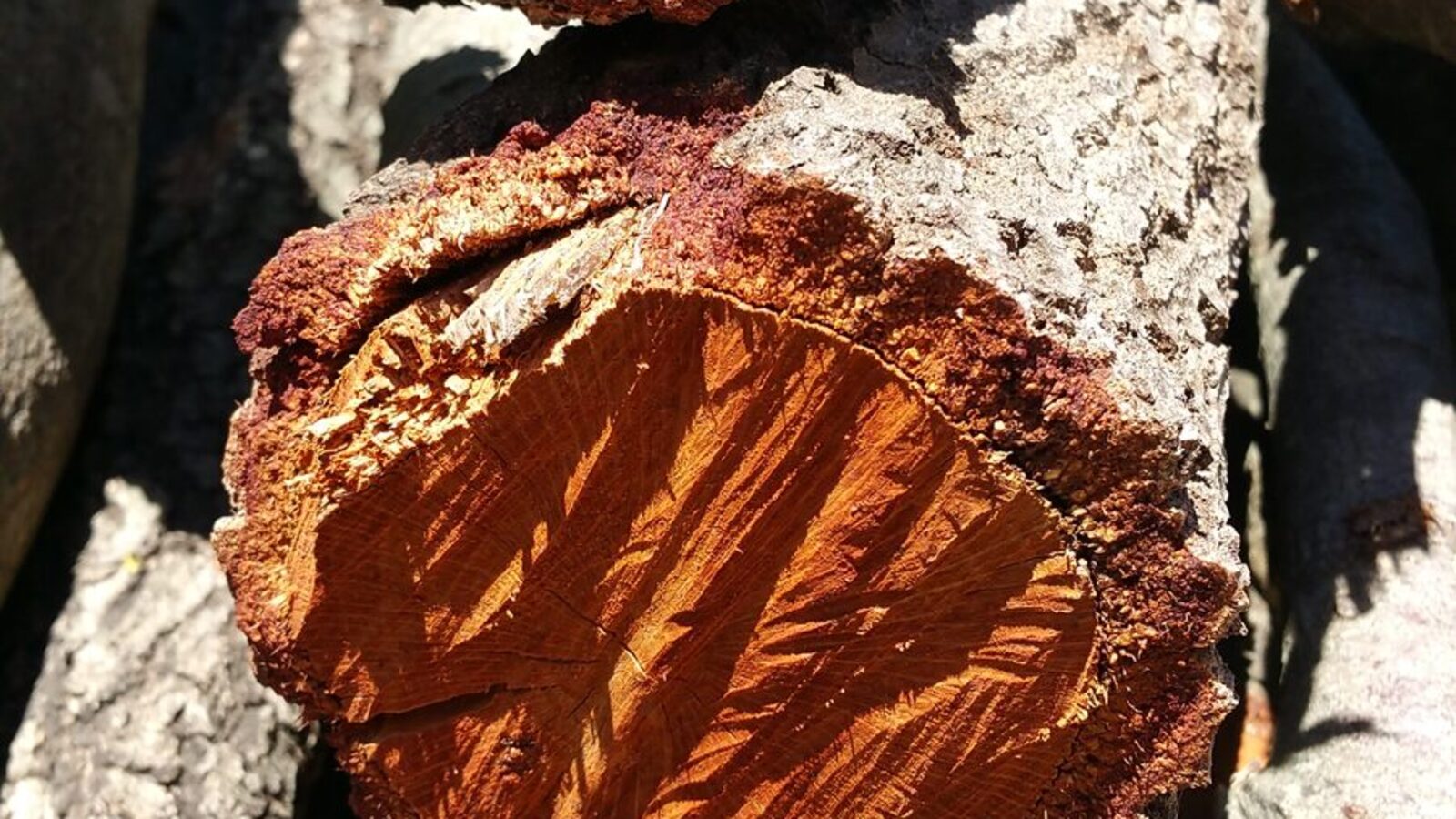 How to Focus on the Process, Not the Result 26 Growth rings on a sawn log — one ring for each year of slow, steady practice