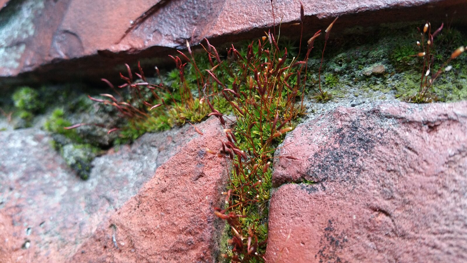What Is Imposter Syndrome? Do I Have It? Why Do I Have It? 25 Green moss filling the cracks between old bricks, growing where it doesn't seem to belong