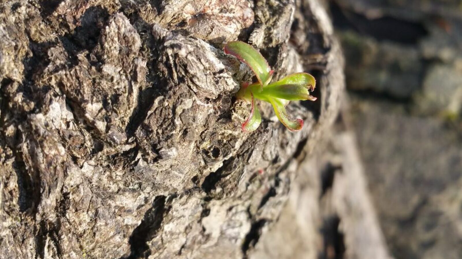 A small green sprout growing out of tree bark, a picture of a goal that grows from steady effort rather than arriving all at once